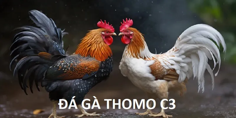 đá gà thomo c3 thumb